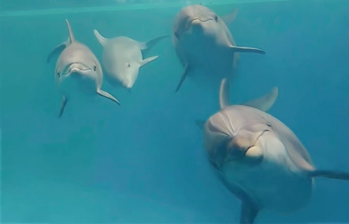 Four dolphins in the water