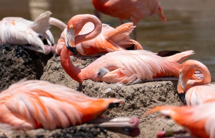 A flock of flamingos