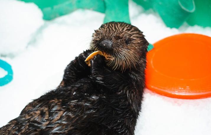 Baby otter
