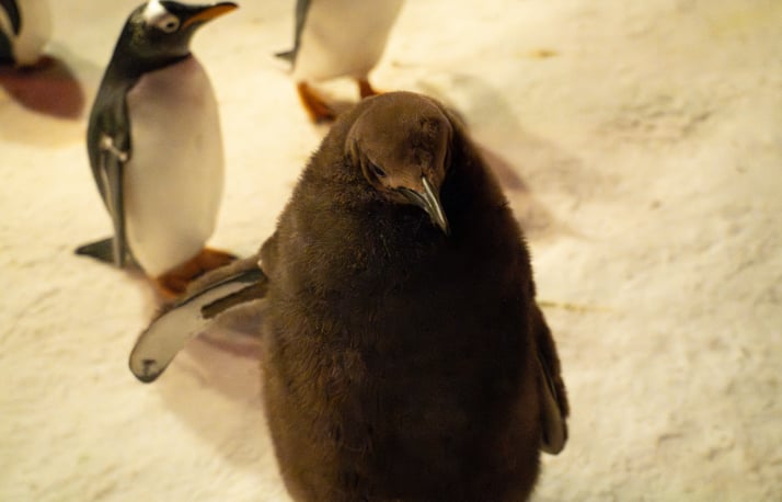 Baby penguin