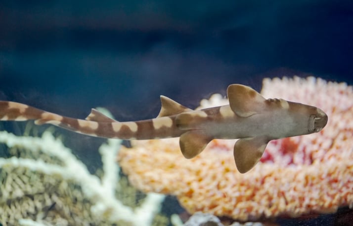 Baby shark