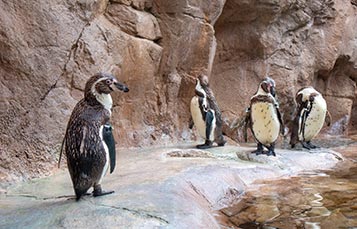Humboldt Penguins