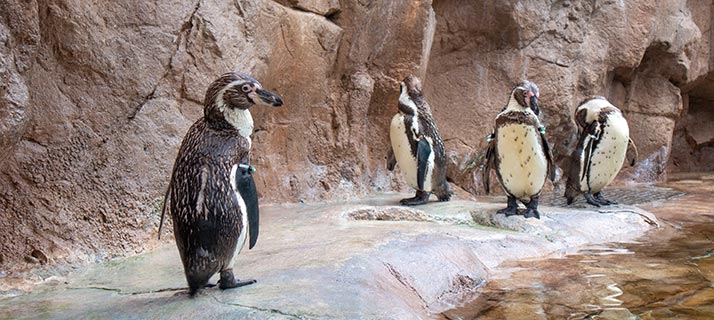Humboldt Penguins