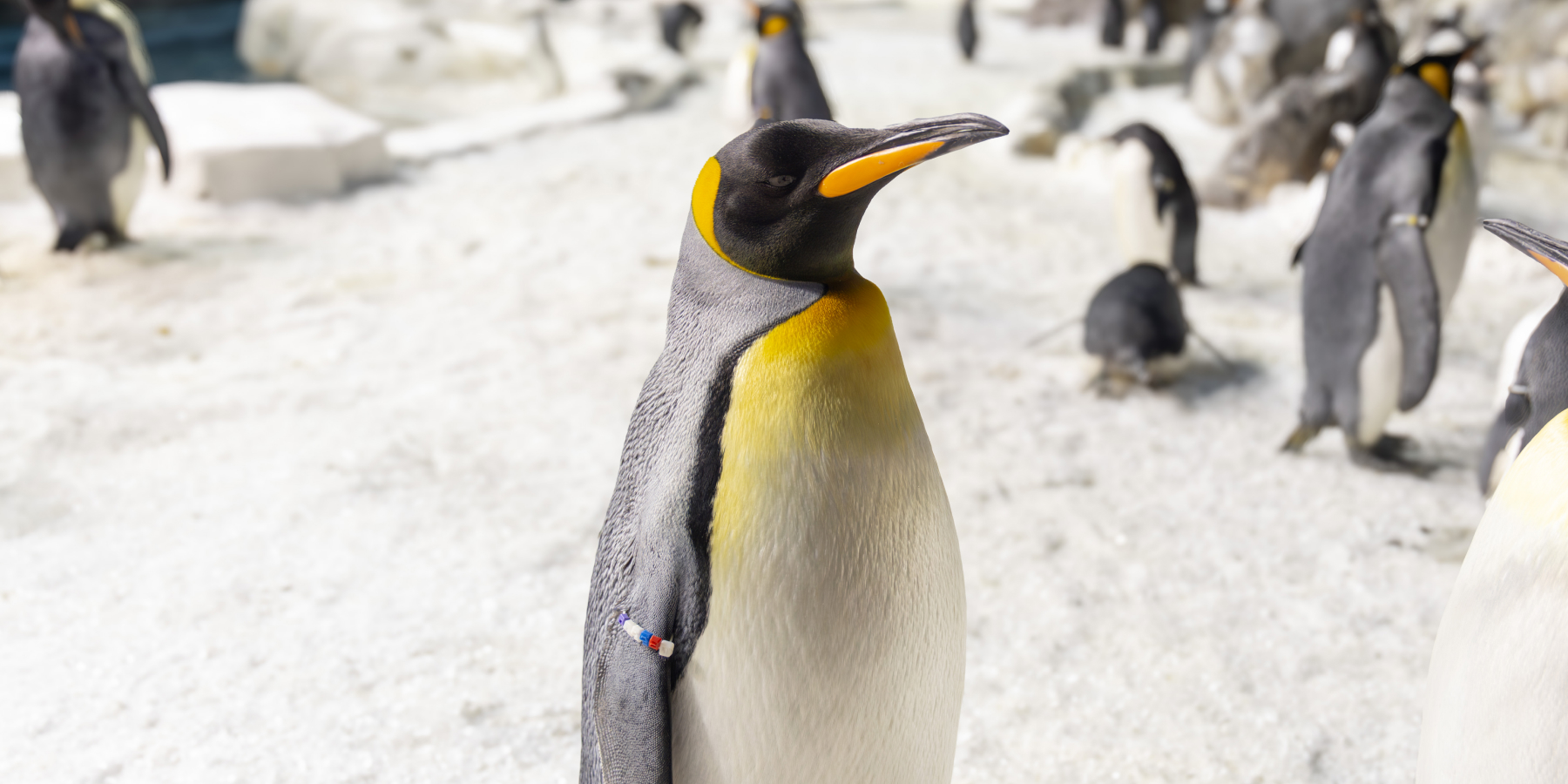 Penguin