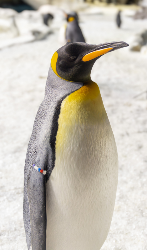 Penguin