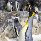 Penguins