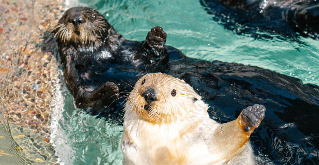 Two sea otters
