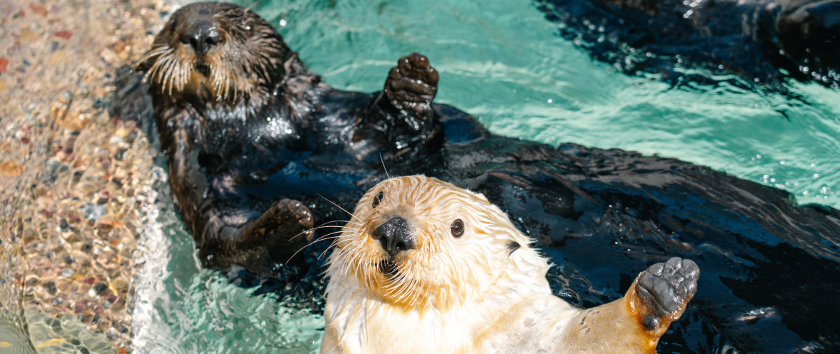 Two sea otters