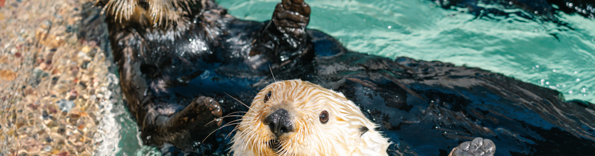 Two sea otters