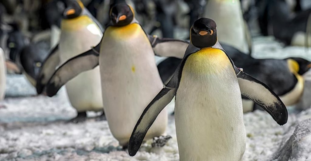 Penguins at SeaWorld San Diego