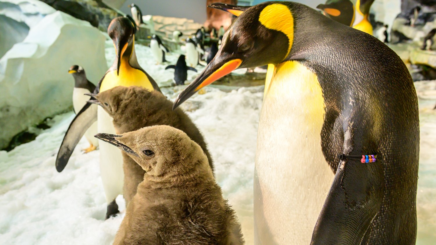 Adult penguin with two baby penguins