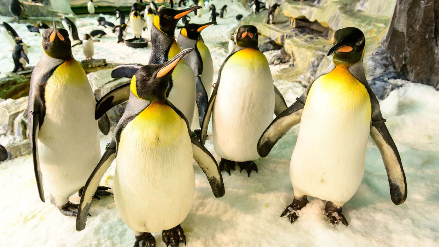 A group of penguins