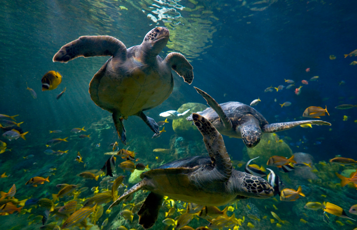 Sea turtles
