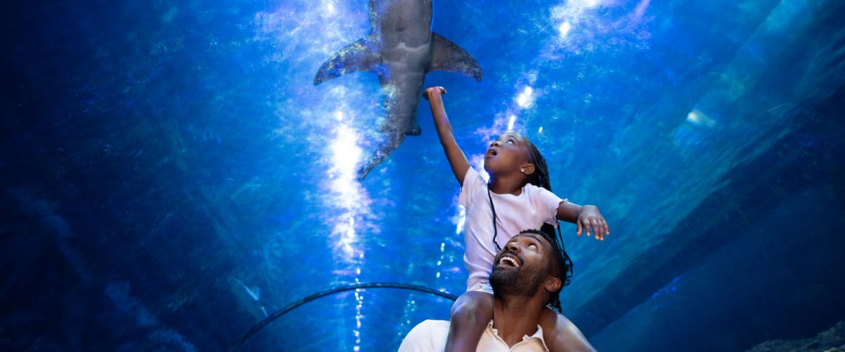 Child on adults shoulders looking at a shark