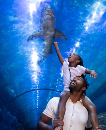 Child on adults shoulders looking at a shark