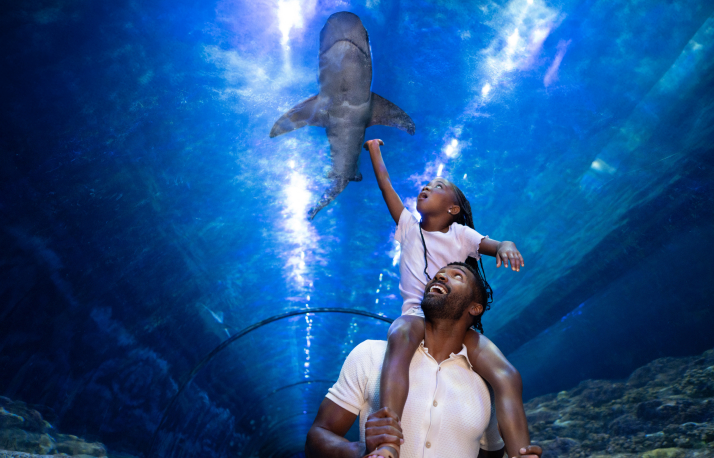 Child on adults shoulders looking at a shark