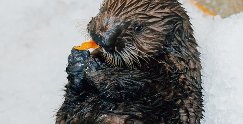 Bennett the Southern Sea Otter