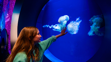 jelly fish experience.