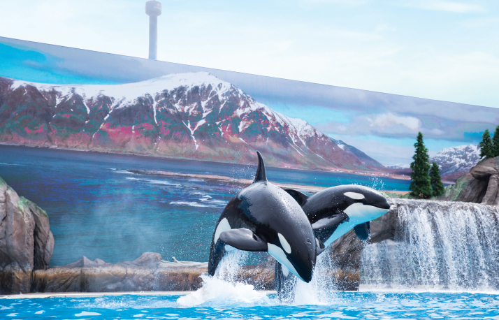 Two orcas jumping out of a pool