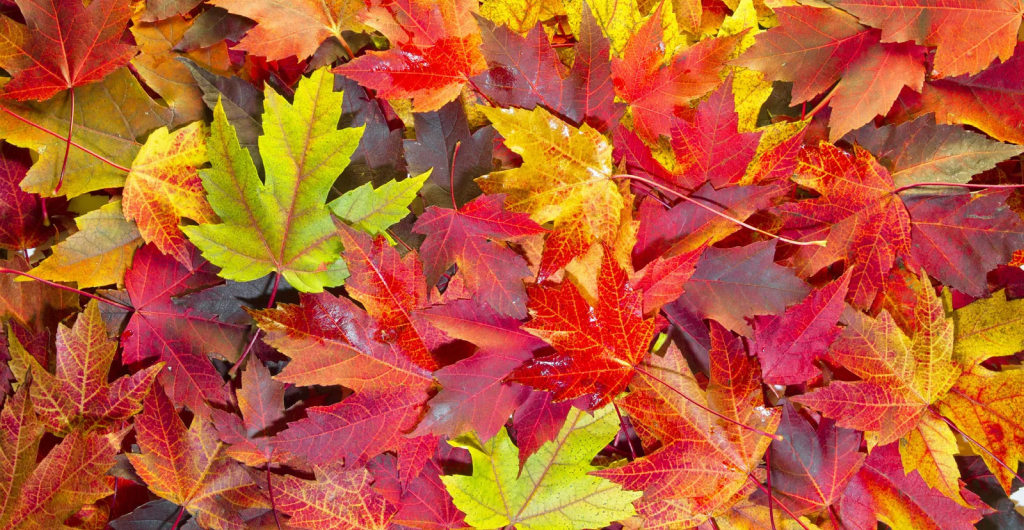 Fall leaves