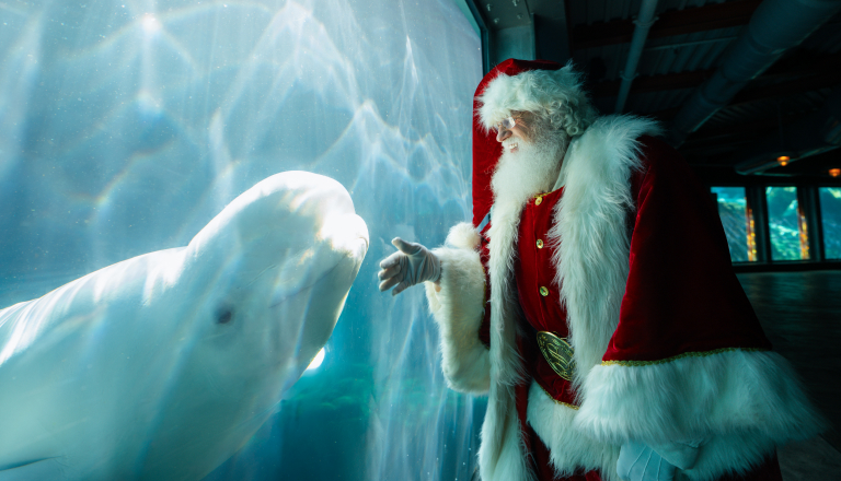 Santa with a Beluga whale