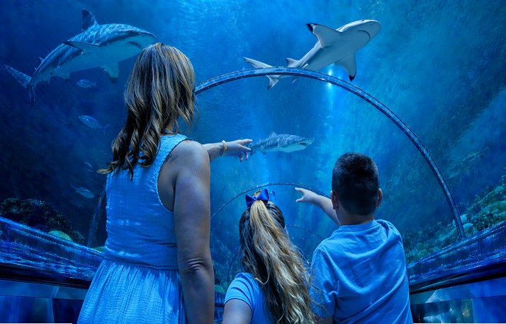 Shark encounter
