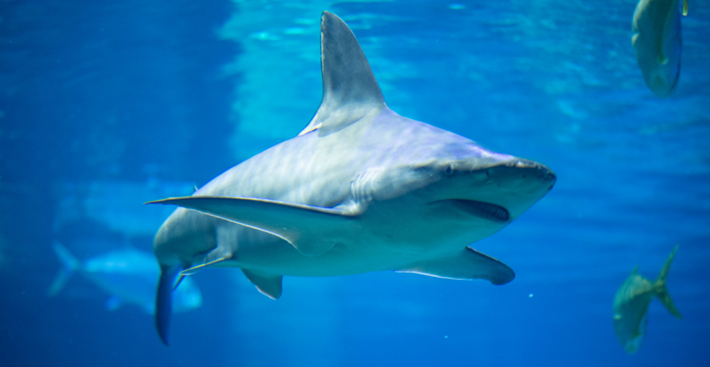 Shark underwater