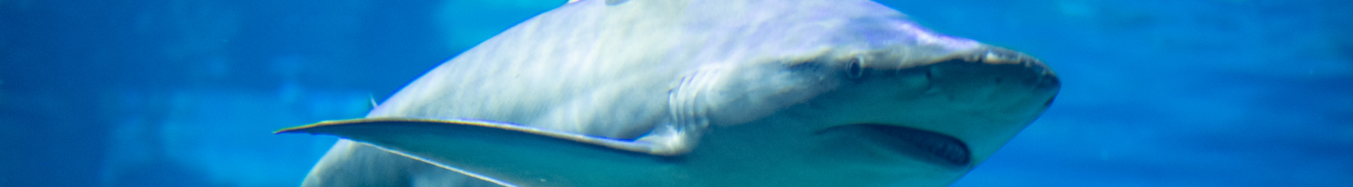 Shark underwater