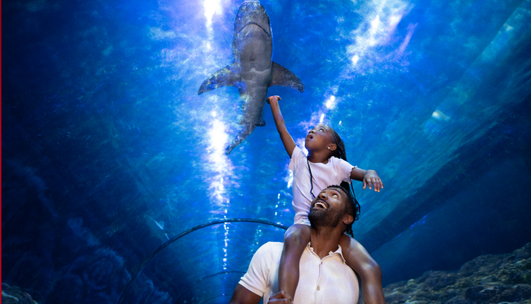 Man with child on shoulders looking a a shark above them