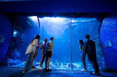 Visit SeaWorld San Diego