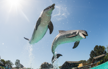 dolphins jumping for dolphin day.