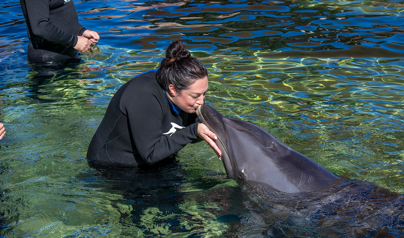 salute dolphin veterans