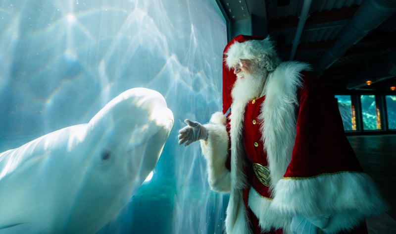 Santa and a Beluga whale
