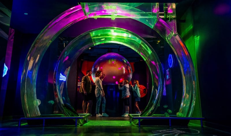 Jewels of the Sea: The Jellyfish Experience 