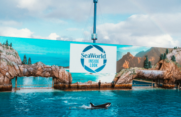 Orca whale at SeaWorld San Diego