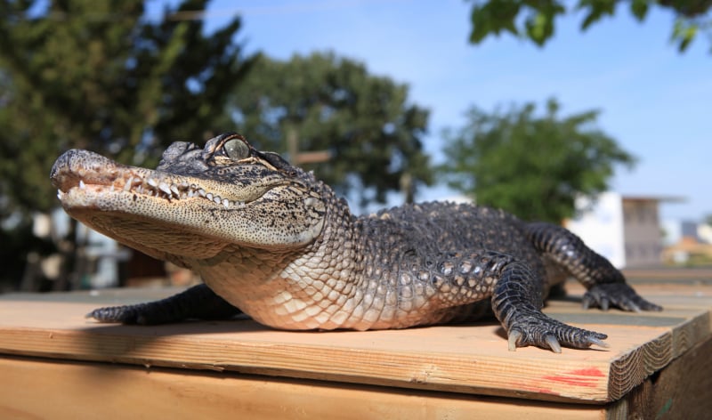 Alligator