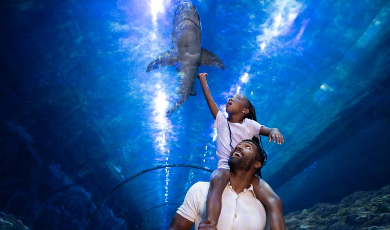 Child on man's shoulders looking at sharks