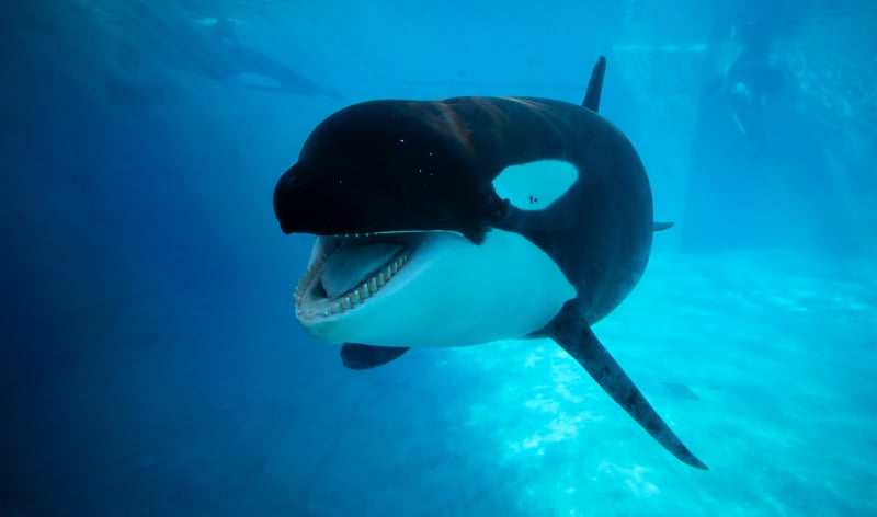 Orca whale