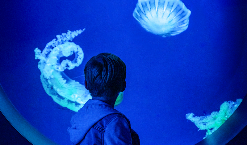 Person looking at jellyfish 
