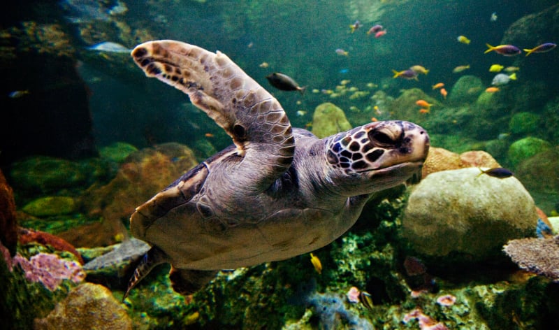 Sea Turtle