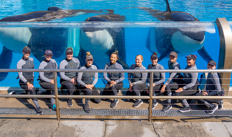 salute dolphin veterans