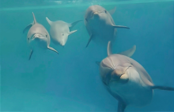 A pod of dolphins