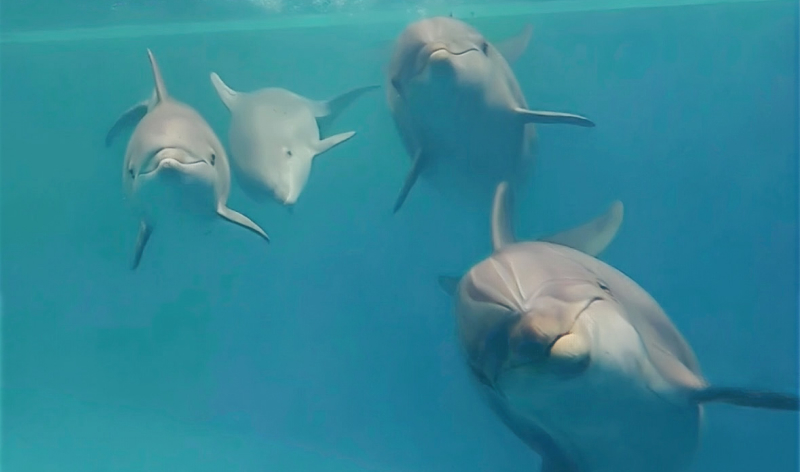 Pod of dolphins