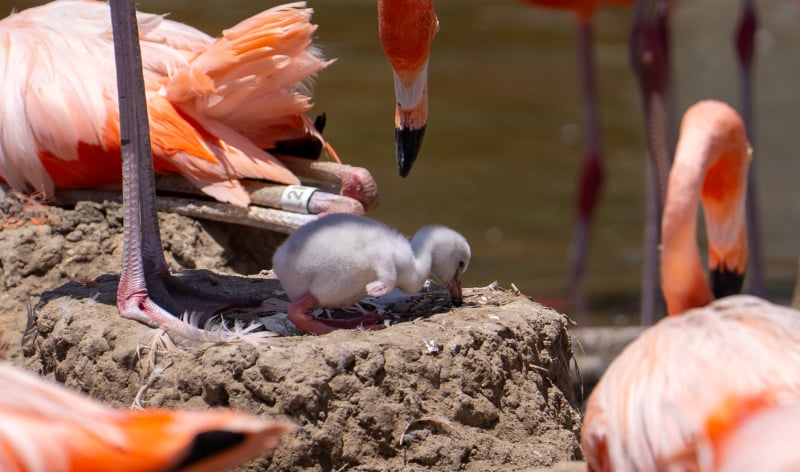 Baby flamingo surrounded by adult flamingos