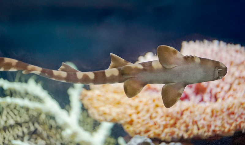 Baby shark