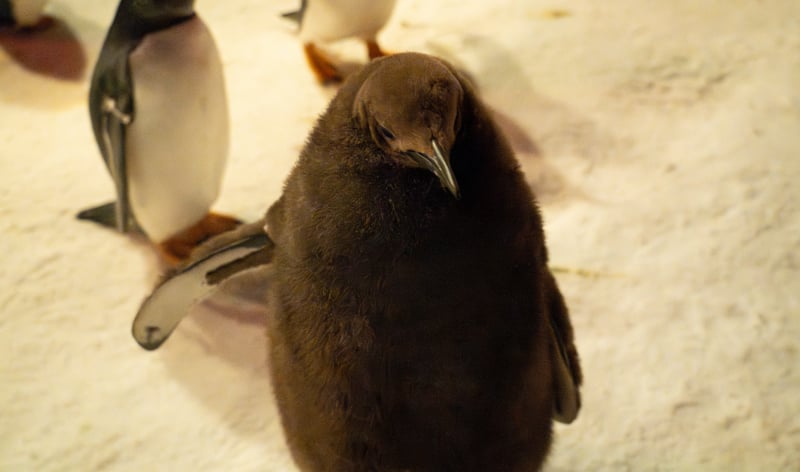 baby penguin