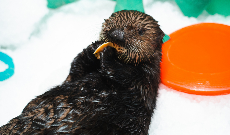 Baby sea otter