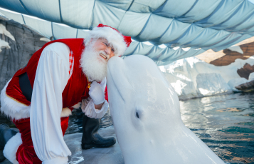 Santa with a Beluga whale