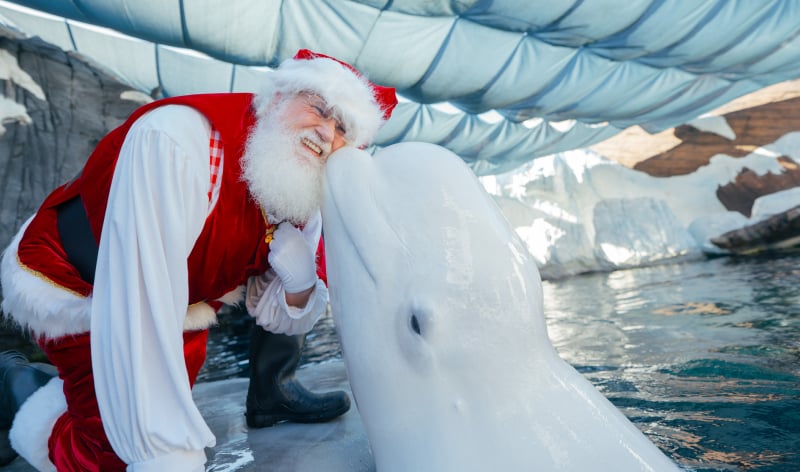 Santa with a Beluga whale