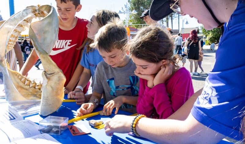 Children looking at shark teeth